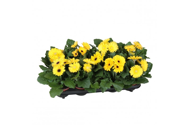 Gerbera flori line geel excellent (diverse kleurtinten) 