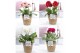 Gerbera mix belicht  in pure collect, 