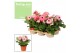 Gerbera flori line roze Feel Green, nature Decorum rose tinten 