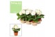 Gerbera flori line wit Feel Green, nature Decorum wit 