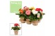 Gerbera mix feel green nature potcover decorum 