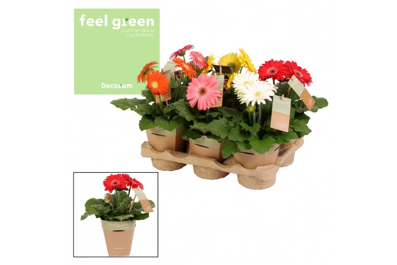 Gerbera mix feel green nature potcover decorum Gerbera mix feel green nature potcover decorum