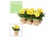 Gerbera flori line geel feel green nature potcover decorum 