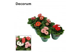 Gerbera mix Gerbera Twister 3+ bl. 12c potcover Decorum Voorjaarmix 3 