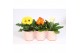 Gerbera mix 2+ in roze beker met gouden ruitjes 