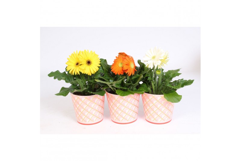 Gerbera mix 2+ in roze beker met gouden ruitjes Gerbera mix 2+ in roze beker met gouden ruitjes