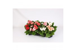 Gerbera mix Gerbera Twister belicht 2+ bl 12cm voorjaarsmix 2 bl. 500