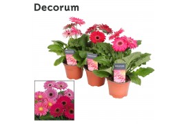 Gerbera flori line paars decorum met hoes