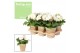 Gerbera flori line wit feel green nature potcover decorum 