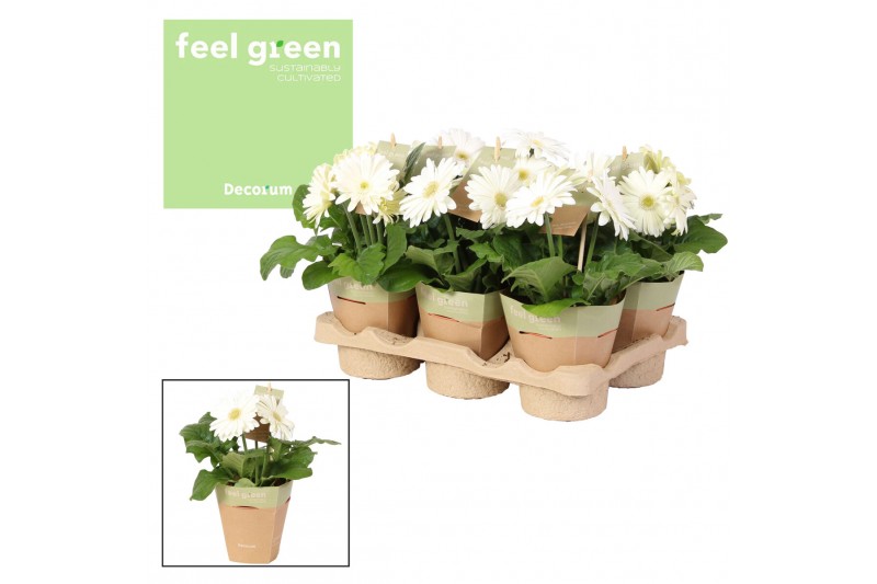 Gerbera flori line wit feel green nature potcover decorum 
