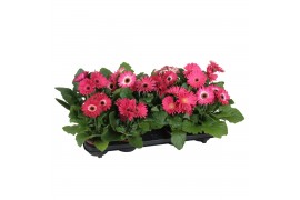 Gerbera flori line paars belicht 2+ excellent paarstinten