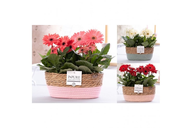 Gerbera mix belicht 2+ in Pure Collection fieldbasket 7 Gerbera mix belicht 2+ in Pure Collection fieldbasket 7