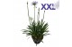 Agapanthus overig Agapanthus 