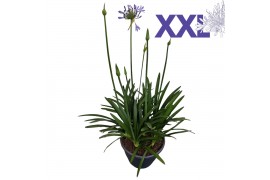 Agapanthus overig Agapanthus
