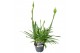 Agapanthus charlotte Agapanthus blauw. 6+ knoppen, nieuw soortje 