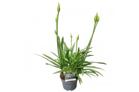 Agapanthus charlotte Agapanthus blauw. 6+ knoppen, nieuw soortje