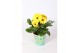 Gerbera mix in sport beker 