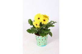 Gerbera mix in sport beker