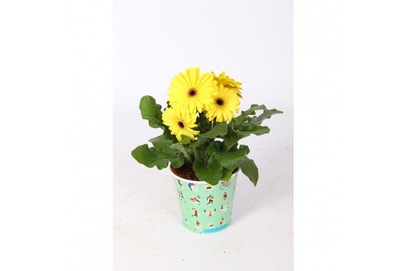 Gerbera mix in sport beker 