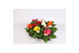 Gerbera sundayz mix belicht 2+