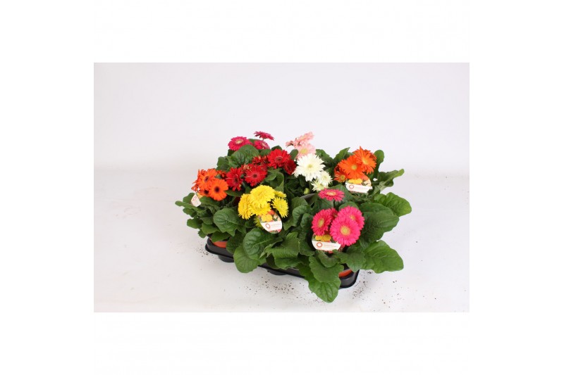 Gerbera sundayz mix belicht 2+ 