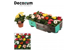 Gerbera sundayz mix belicht 3+ met kraag decorum