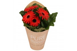 Gerbera flori line rood in Pure Blooms draagtas eco