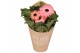 Gerbera flori line roze in Pure Blooms draagtas eco 