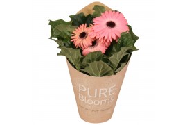Gerbera flori line roze in Pure Blooms draagtas eco