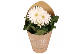 Gerbera flori line wit in Pure Blooms draagtas eco