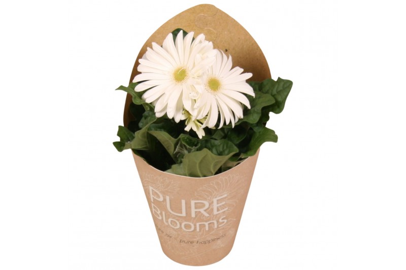 Gerbera flori line wit in Pure Blooms draagtas eco 