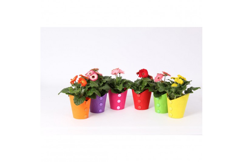 Gerbera mix belicht 2+ bl in pot met vilt buttons 