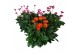 Gerbera garvinea mix mixlaag 