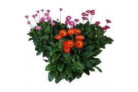 Gerbera garvinea mix mixlaag