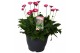 Gerbera garvinea mix paars 
