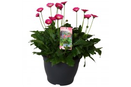 Gerbera garvinea mix paars