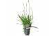 Agapanthus charlotte Agapanthus Charlotte blauw. pot 12 vanaf 2024! 