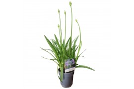Agapanthus charlotte Agapanthus Charlotte blauw. pot 12 vanaf 2024!