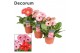 Gerbera flori line roze decorum met hoes 