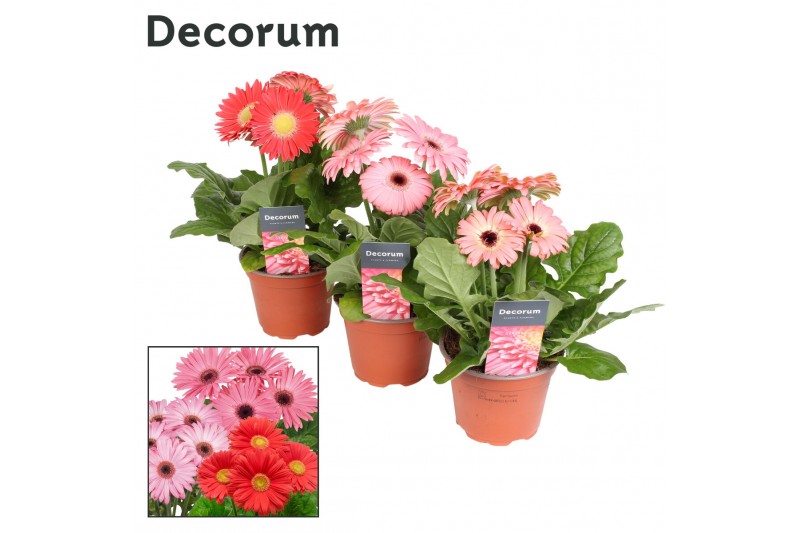 Gerbera flori line roze decorum met hoes 