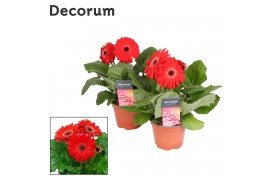 Gerbera flori line rood 2+ bl in hoes (diverse kleurtinten) Decorum