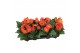 Gerbera flori line oranje excellent (diverse kleurtinten) 