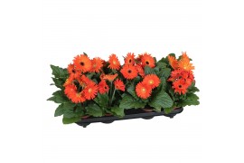 Gerbera flori line oranje excellent (diverse kleurtinten)