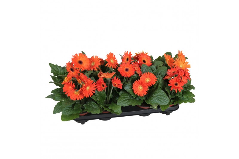 Gerbera flori line oranje excellent (diverse kleurtinten) 