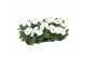 Gerbera flori line wit excellent 