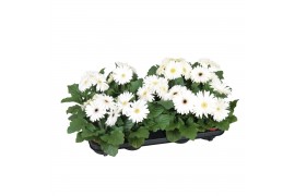 Gerbera flori line wit excellent