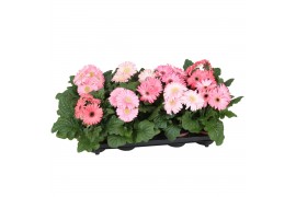 Gerbera flori line roze excellent (diverse kleurtinten)