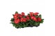 Gerbera flori line rood excellent (diverse kleurtinten) 