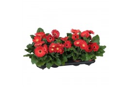 Gerbera flori line rood excellent (diverse kleurtinten)