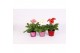 Gerbera mix in zinken pot met velvet hart 